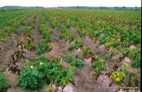 Potato production in North Carolina