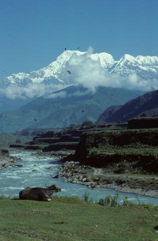 Buffalo on a river bank in Annapurna