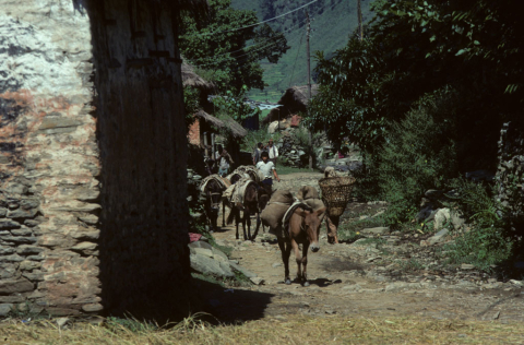 Burros carrying goods 