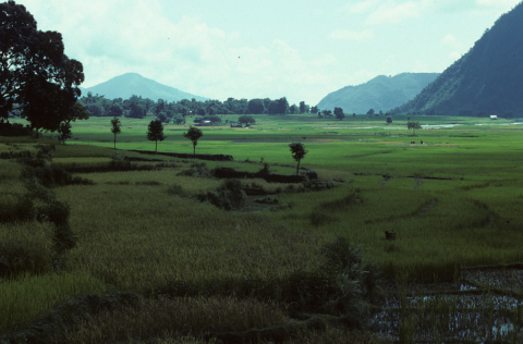 Rice fields in Nepal