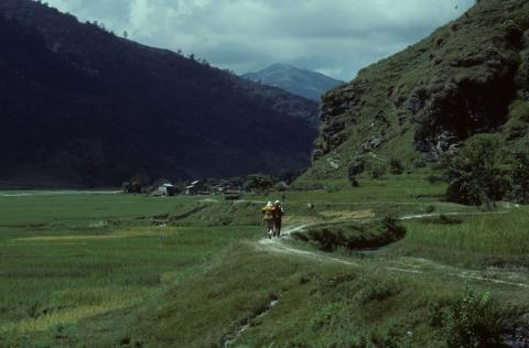 A foot trail through the rice fields