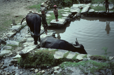 Buffaloes at the water collection tank