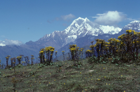 Mountain peaks and yellow flowers