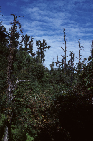 Mountain forest vegetation