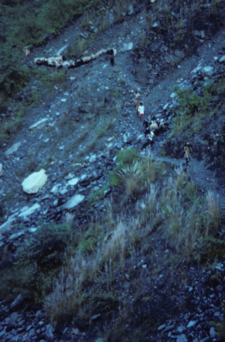 Sheep herded along a mountain trail