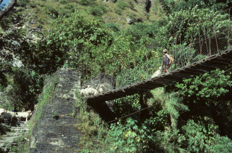 Dragging a goat across the bridge over the Kali Gandaki river