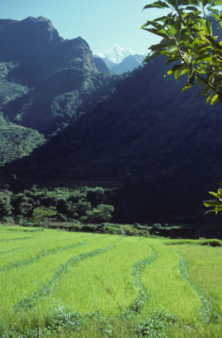 Rice fields in the valley