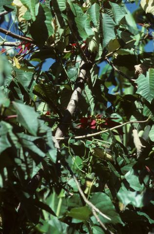 Poinsettia tree 