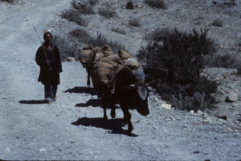 Yaks and herder in Nepal