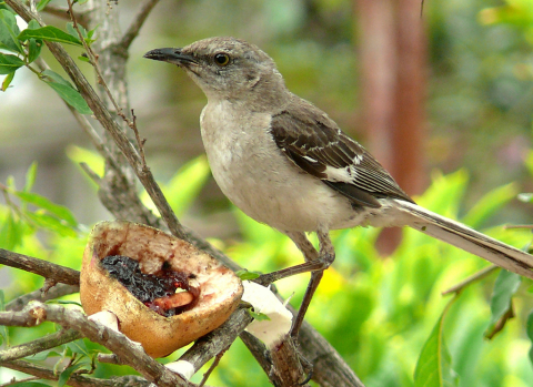 Northern mockingbird