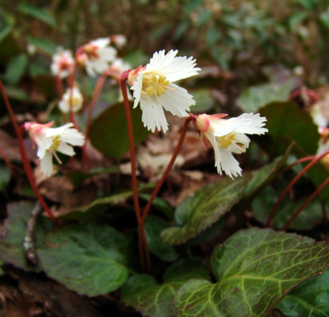 Oconee Bells