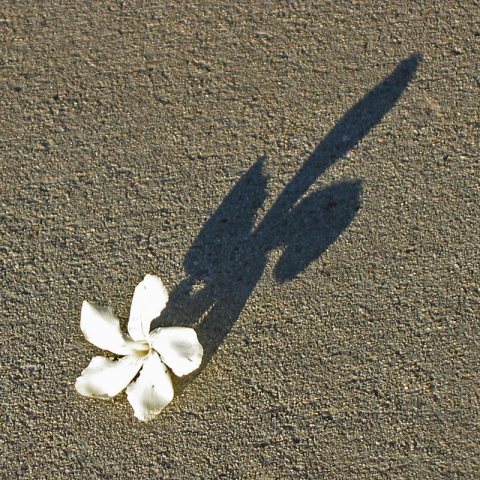 Oleander flower and its shadow