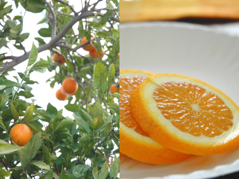 Orange tree and orange slices