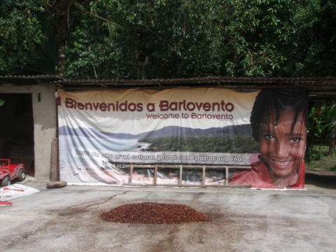 Cacao plantation, Barlovento, Venezuela