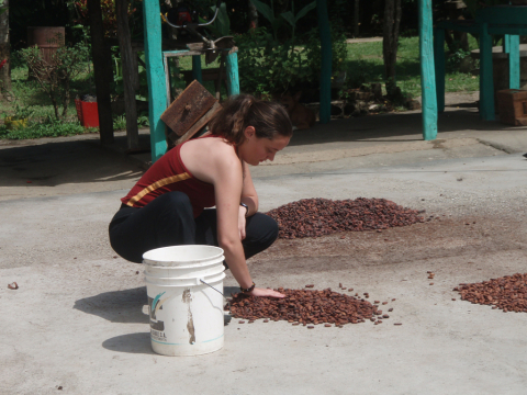 Spreading cacao seeds