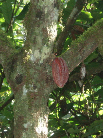 Cacao pod in tree