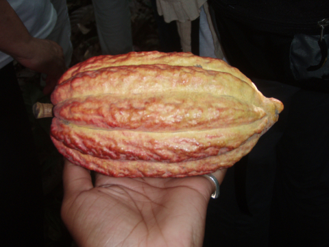 Cacao pod close-up