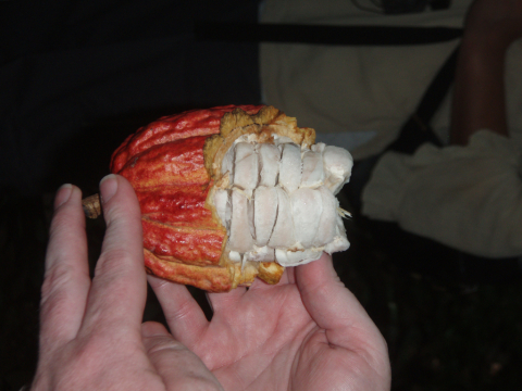 Cacao pod revealing seeds