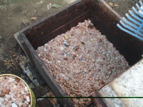 Fermenting cacao seeds