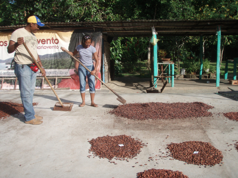 Learning to flip cacao seeds