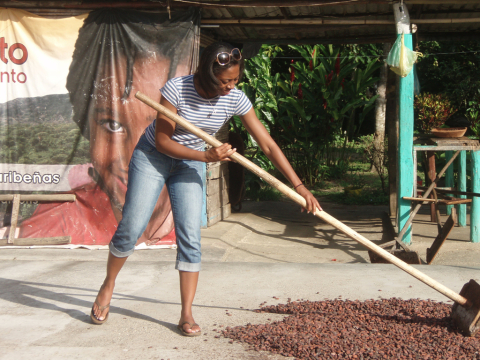 Flipping cacao seeds