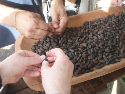 Winnowing cacao seeds (close-up)