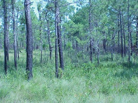 The Pocosin wetland