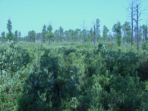 Pocosin wetland (Pocosin wetland and Pond Pine Woodland)