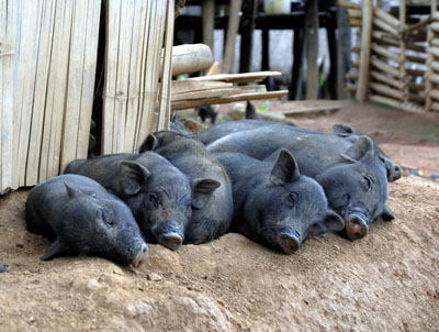 Pigs sleeping