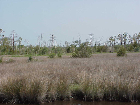 Pine trees-Carteret County