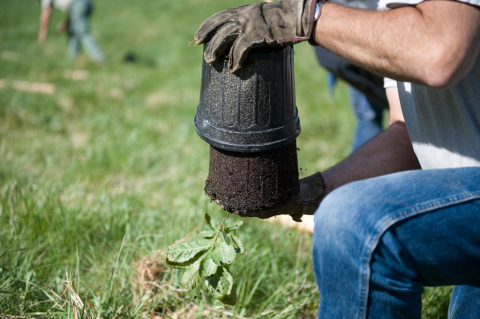 Planting American Chestnut trees