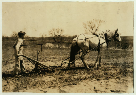 Herschel Bonham cultivating peas on a farm