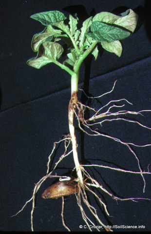 Rhizome of a young potato plant