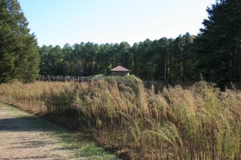 Prairie outside Town Creek Indian Mound