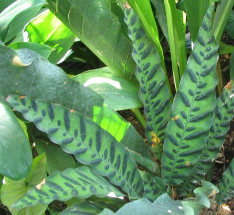 Rattlesnake plant