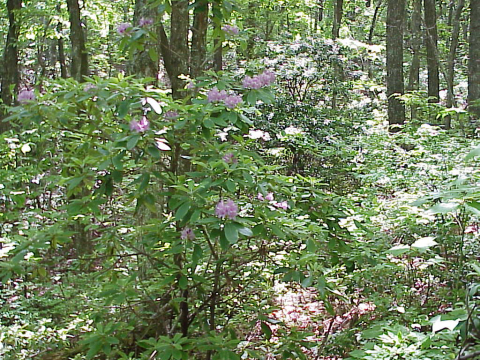 Rhododendrons in the Blue Ridge