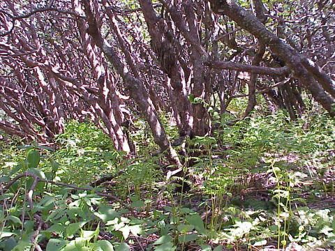 Rhododendron shrub bald