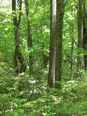 Rich cove forest