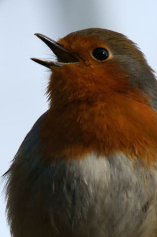 Robin singing