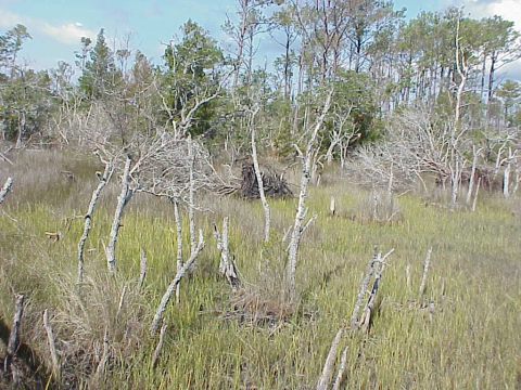 Salt marsh invading a forest