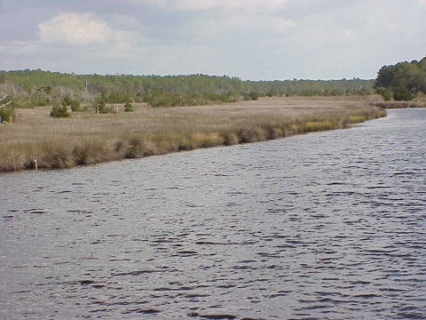 Salt marsh in a mid-salinity area