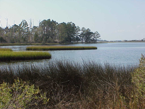 Salt marsh along the flanks of the high salinity section