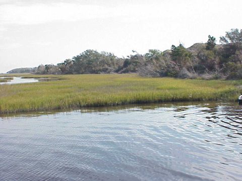 Back-barrier salt marsh