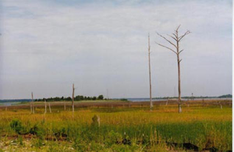 Salt marsh near Barnard's Creek