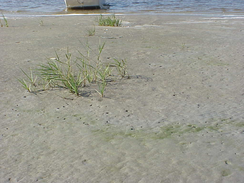 Pioneer salt marsh plants colonizing bare sand habitat