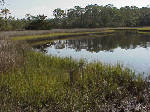 Typical salt marsh plant zonation pattern