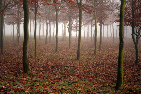 Beech seed plantation