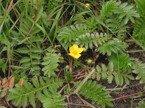 Silverweed