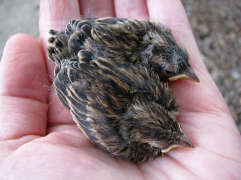 Song sparrows in the hand