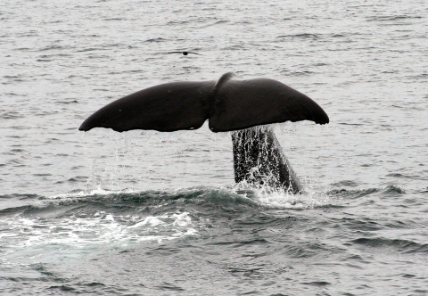 The tail of a sperm whale